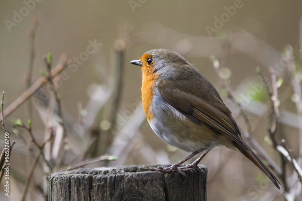 Fototapeta Robin
