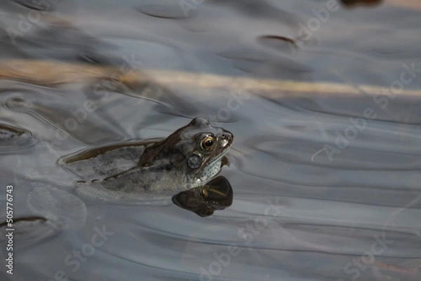 Fototapeta Thinking frog