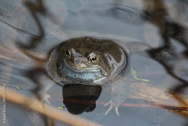 Fototapeta Frog in spring
