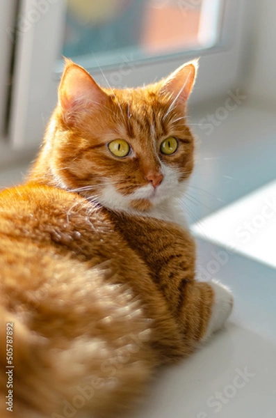 Fototapeta Red cat lies on the windowsill and basks in the sun.