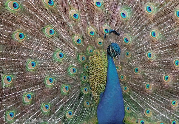 Obraz peacock with feathers out