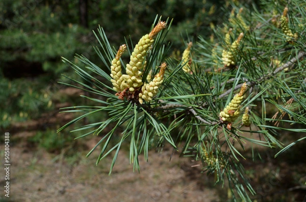 Obraz The pine tree blooms in May.Coniferous forest.