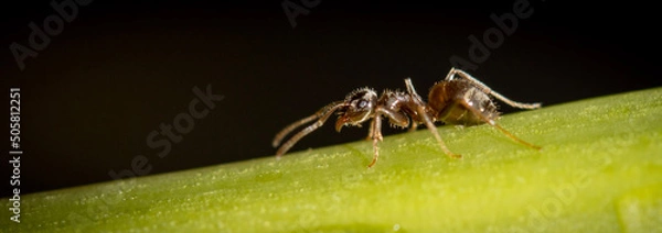 Obraz ant on a leaf