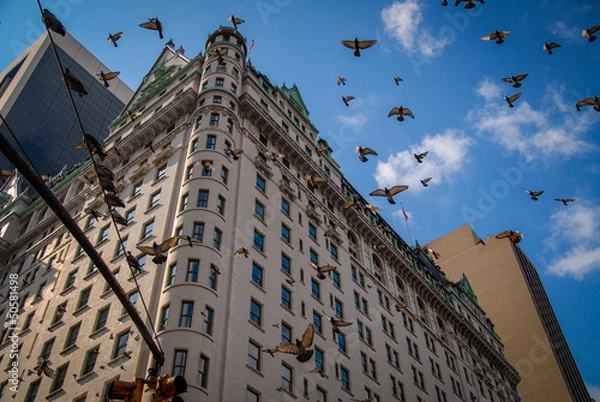 Obraz Doves in New York