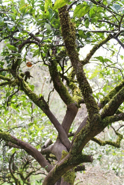 Obraz tree in the forest