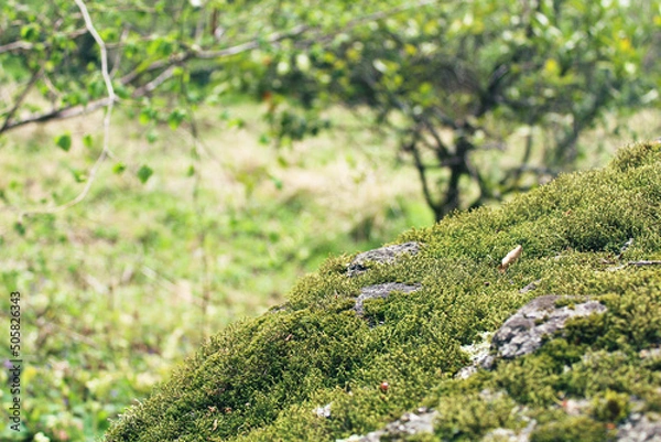 Obraz spring in the forest