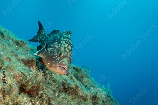 Fototapeta Grouper Fish Portrait in Blue Waters