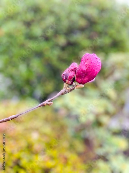 Obraz Genie Magnolia