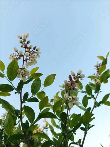 Obraz Blueberry flowers
