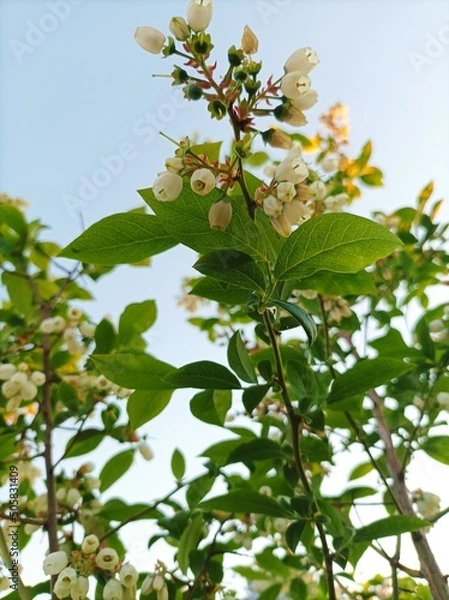 Obraz Blueberry flowers