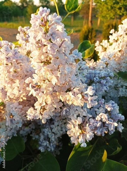 Obraz flowers lilac