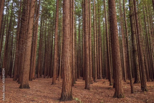 Obraz Redwoods forest in Rotorua, New Zealand