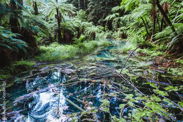 Obraz Small pond in the forest