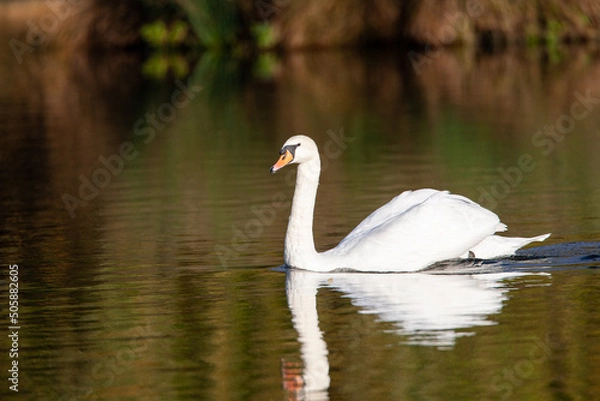 Fototapeta Close up of a Mute Swan swimming past to chase off rival swans