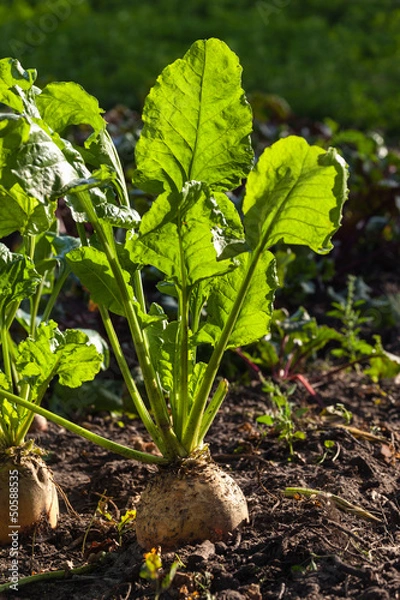 Obraz Futterrübe, Beta vulgaris