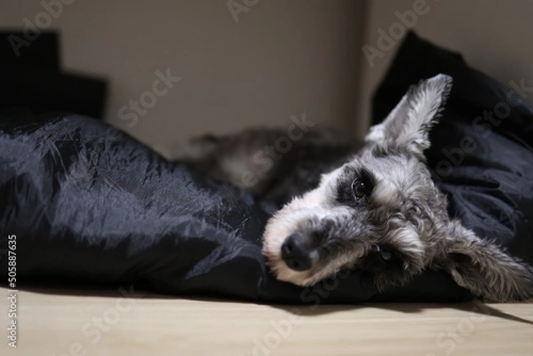 Obraz 布団にくるまるミニチュアシュナウザー