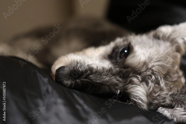 Obraz 物憂げなミニチュアシュナウザー