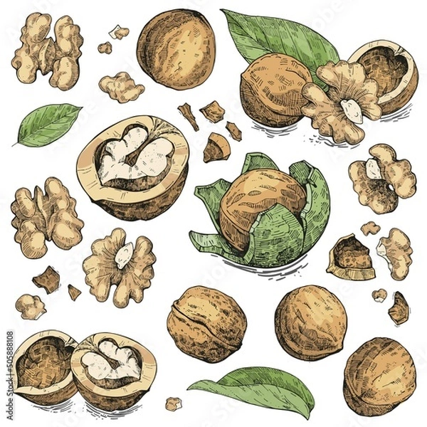 Fototapeta Vector collection of walnuts. Hand-drawn color sketches. Vintage style engraving