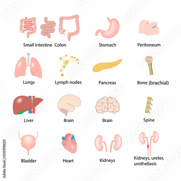 Fototapeta Set of visceral organs, vector, icons, medical illustration