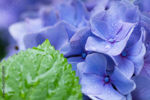 Obraz 雨の日のアジサイ