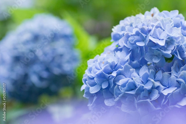 Obraz 雨の日のアジサイ