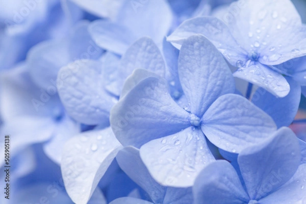 Obraz 雨の日のアジサイ