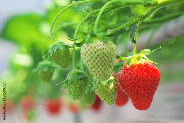Obraz ハウス栽培のいちご