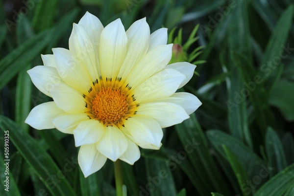 Obraz 艶やかな葉の中、花芯から花びらにオレンジ色から白にグラデーションカラーのガザニアのアップ。左寄り