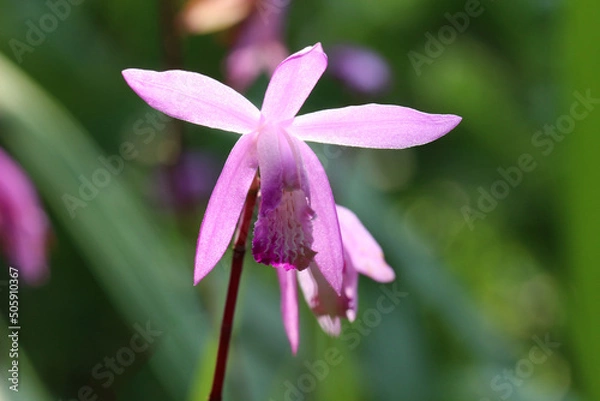 Obraz ボケ感強めの緑の葉を背景に、日の光を透過して輝く紫蘭のアップ