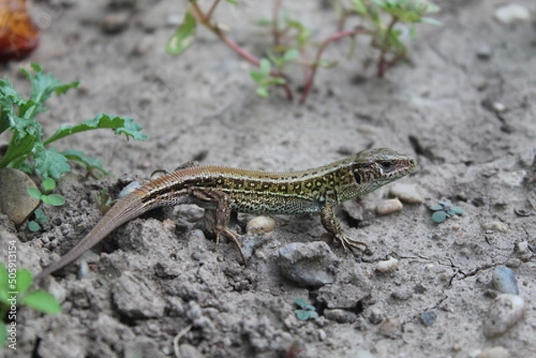 Obraz Sand lizard basking in garden