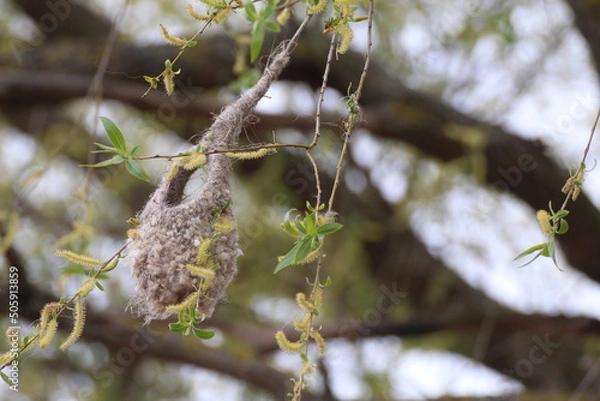 Obraz Nest hanging from the tree. 