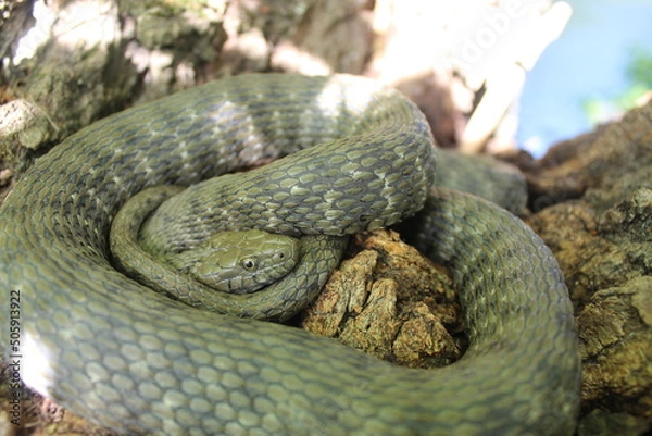Obraz Dice snake peacefully on the tree