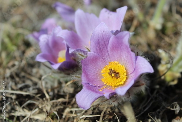 Obraz Flowers on a nice meadow in spring.