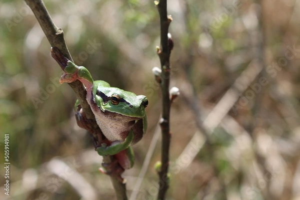 Obraz A tree frog sitting on a branch. 