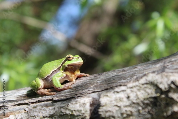 Obraz Tree frog resting on a tree above pond. 