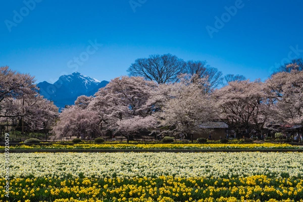 Fototapeta 武川町の桜風景