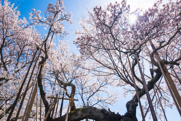 Fototapeta 山高神代桜
