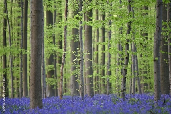 Obraz bamboo forest background