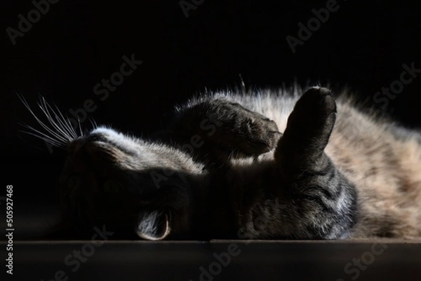 Obraz black and white cat