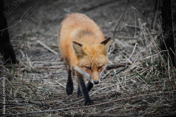 Obraz Red fox on the hunt