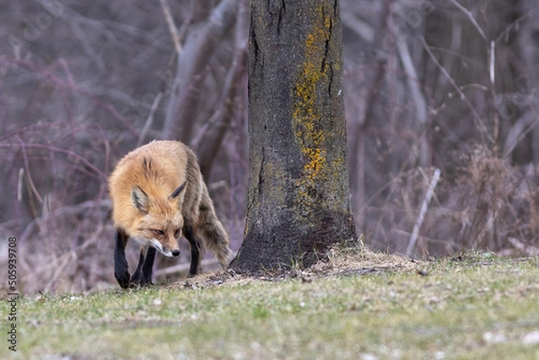 Obraz Red Fox on the Hunt