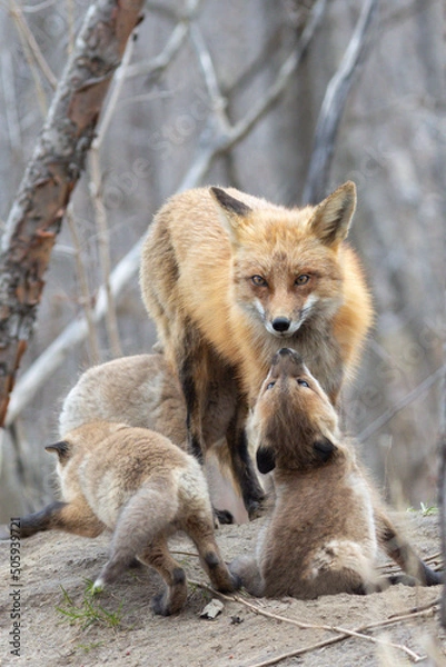 Obraz Red Fox with Cute Cubs