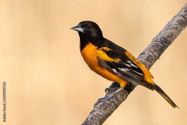 Obraz Baltimore Oriole