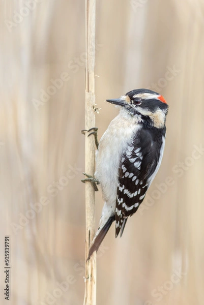 Obraz Downy Woodpecker 