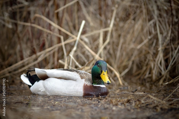Obraz Mallard Duck Drake