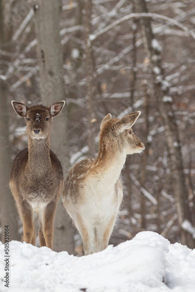 Obraz Deer in Winter Forest
