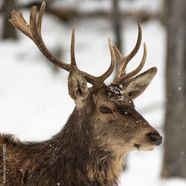 Obraz Deer Portrait