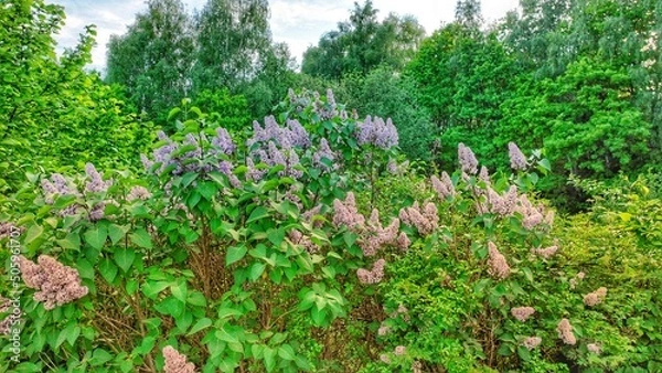 Fototapeta grass and flowers