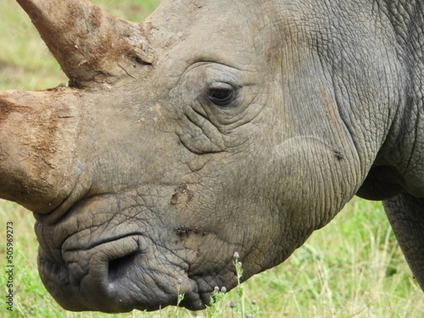 Obraz rhino close up