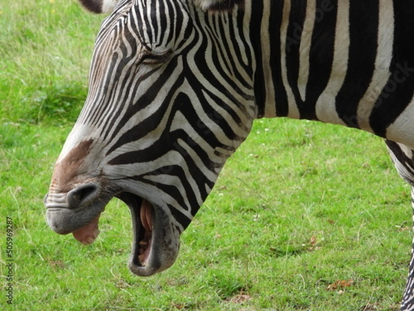Obraz Zebra close up yawning
